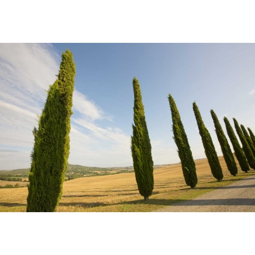 Italy, Tuscany Road and cypress trees